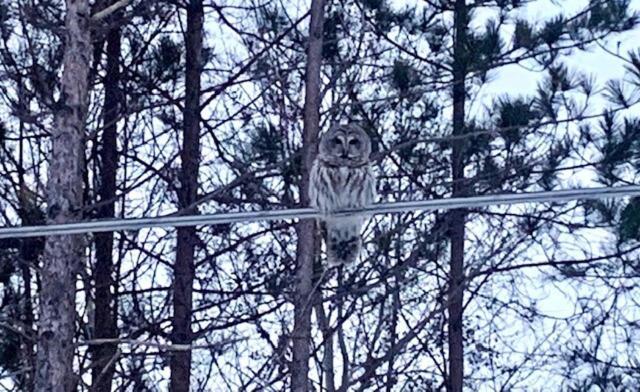Life'S A Hoot Villa Au Gres ภายนอก รูปภาพ